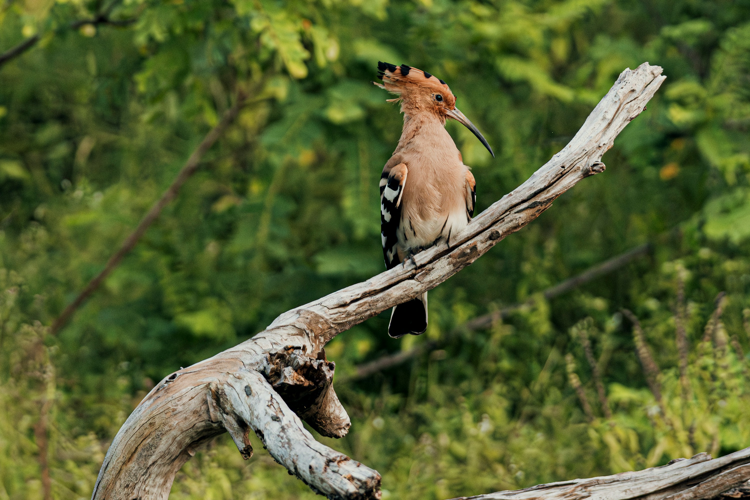 Scenic Sri Lanka landscape